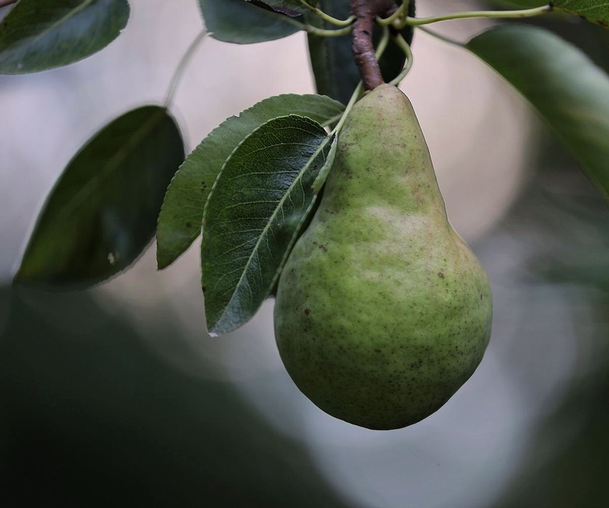 Mostrador rebosante de frutas frescas y coloridas